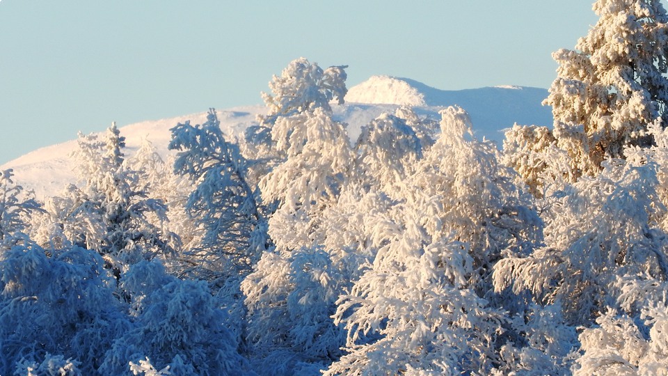 Vintervitt Städjan bakom frostiga trädtoppar.